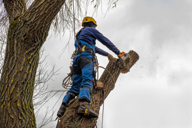 Large Tree Removal in Elizabethtown, NC